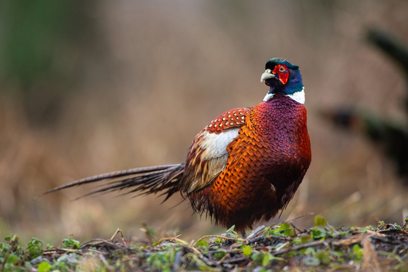 Pheasant фото превью