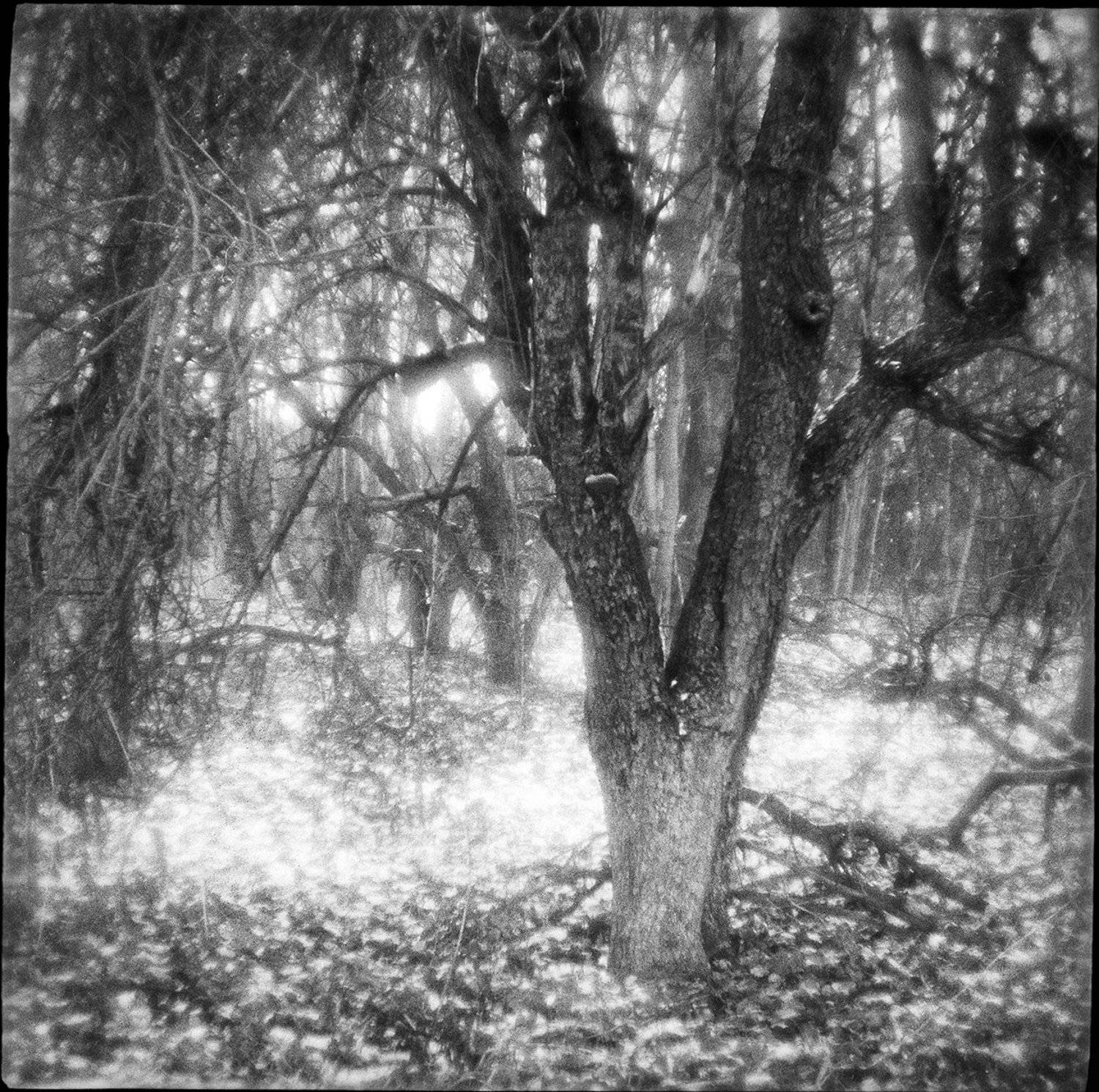 плёнка, medium format, чёрно-белое, monolens, природа, аналоговая, монокль, зима, Давыдов Михаил