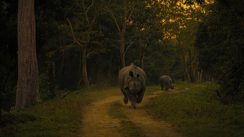rhino charge kaziranga assam Rhino Charge фото превью