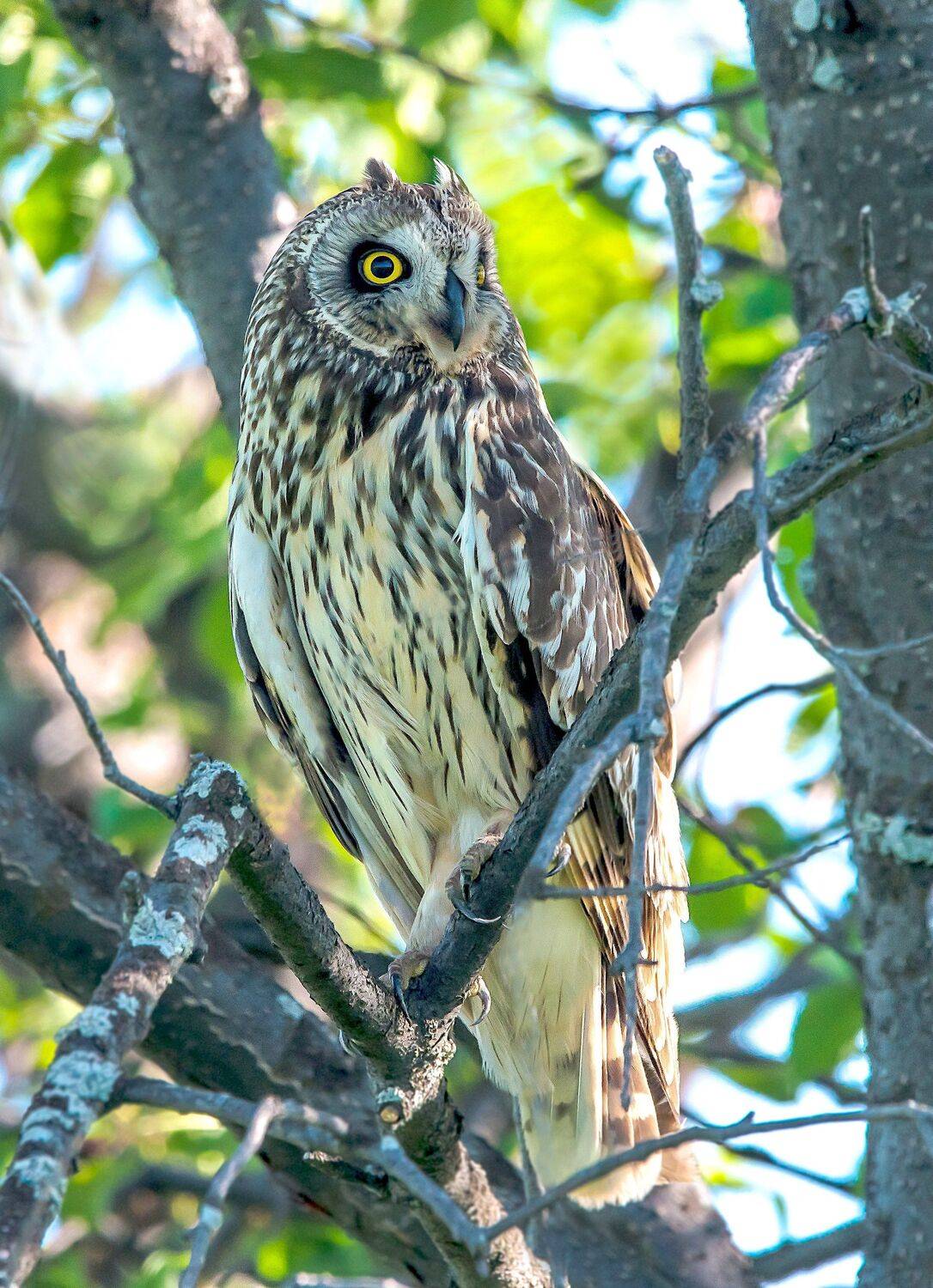 болотная, сова., Михаил Белоусов