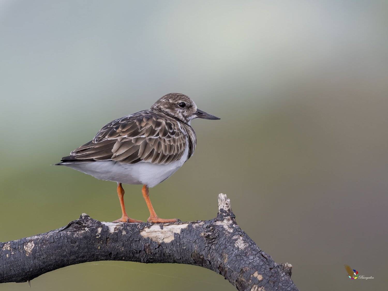 , Fernando Burgalin Sequeira