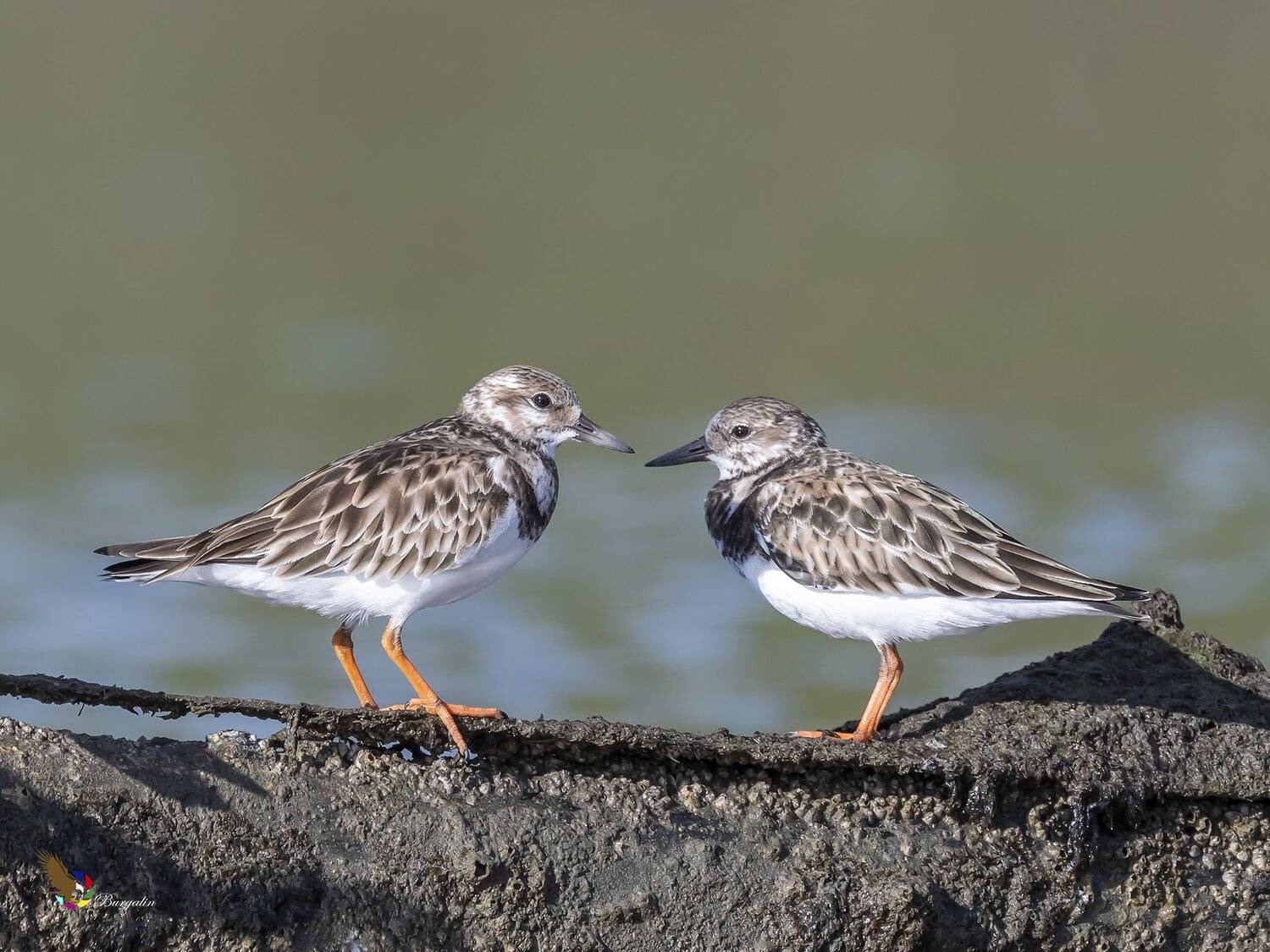 , Fernando Burgalin Sequeira