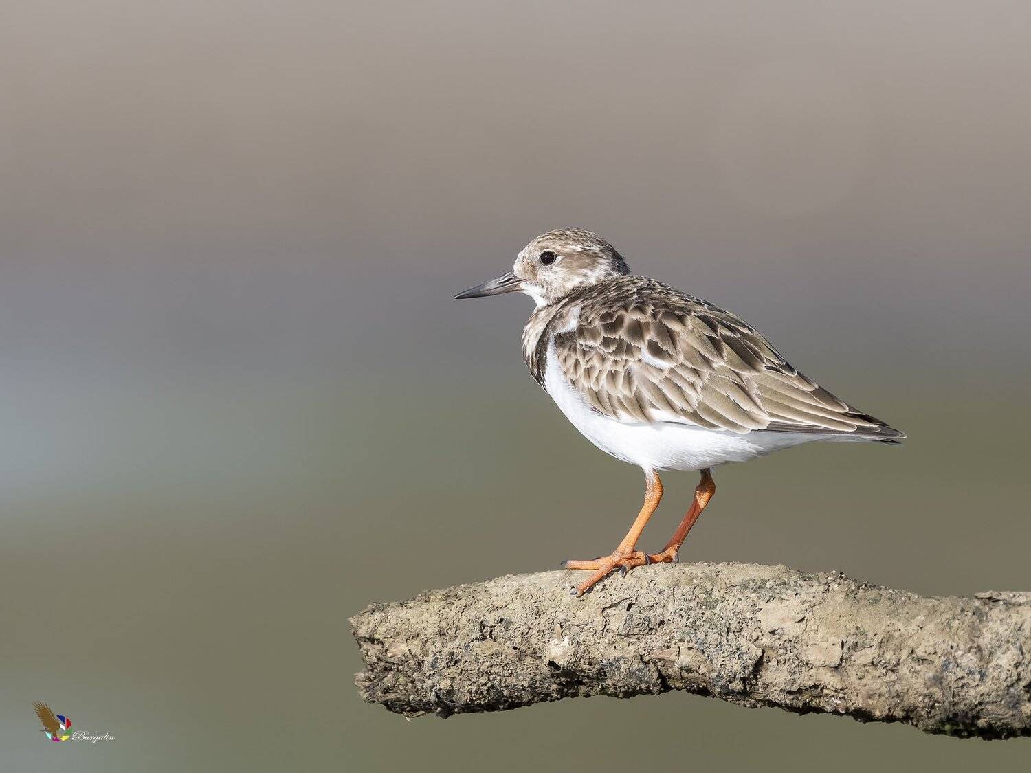 , Fernando Burgalin Sequeira