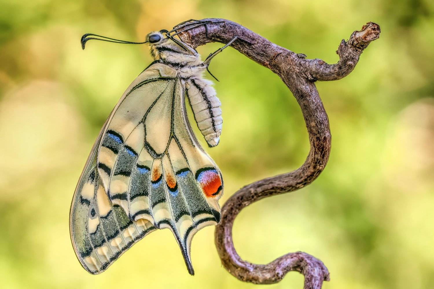 #butterfly, #papilio machaon, #insect, #nature, #swallowtail, Sara Jazbar