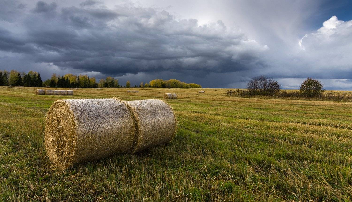 осень, конец сентября, природа, скошенное поле, хмурое небо, пейзаж, Валентин Котляров