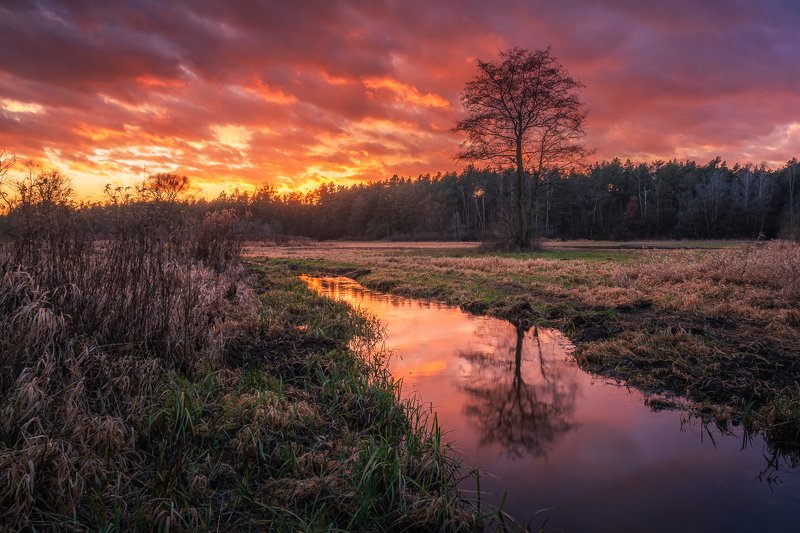 sunset, poland, chojnowski, landscape, park, tree, river, water, nature, clouds Sunset фото превью