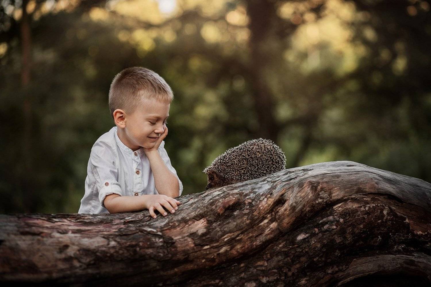 ёж, ёжик, мальчик, малыш, милый, детство, дружба, питомец, колючий, улыбка, закат, солнце, свет, день, дерево, прогулка, лес, лето, Мила Шелест