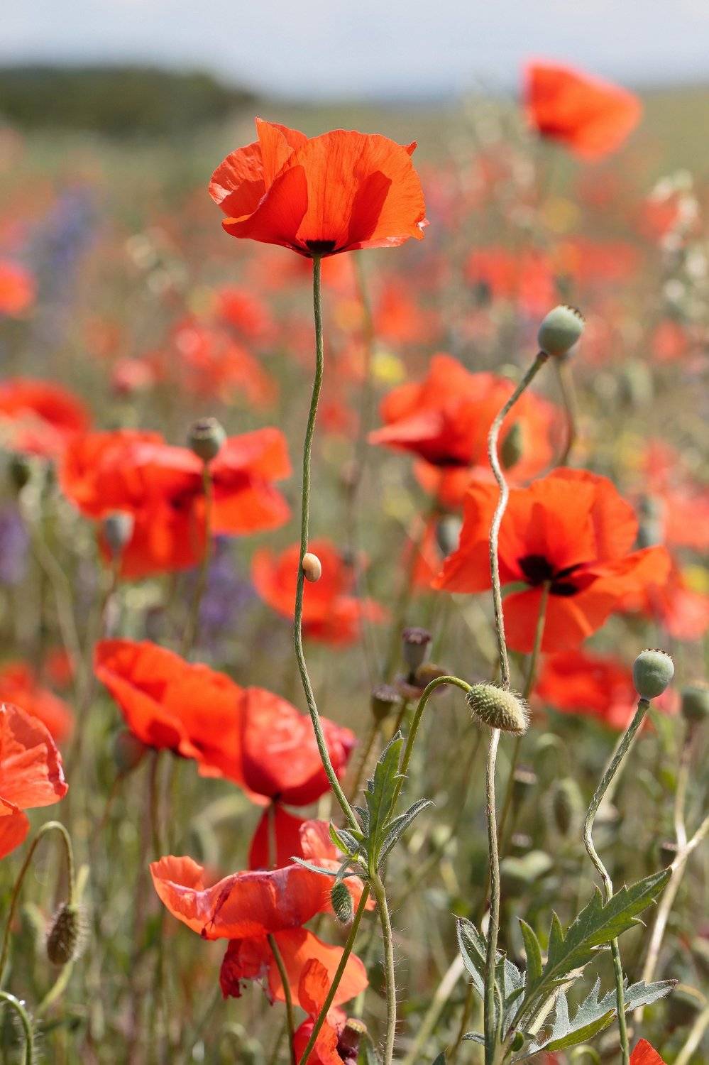 маки, поле, степь, Крым, природа, пейзаж, Алексей Попов