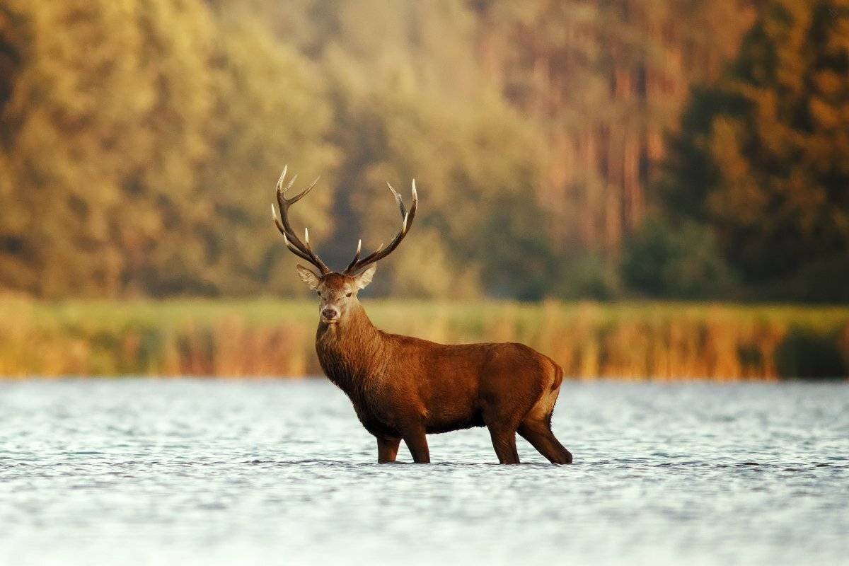 Red deer, wildlife, Благородный олень, дикая природа,, Wojciech Grzanka