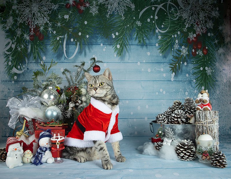 сat, кот животные, кошки, рыжий кот,  ginger, новый год, американский короткошерстный кот, american shorthair cat, праздник C Новым Годом! Happy New Year! фото превью