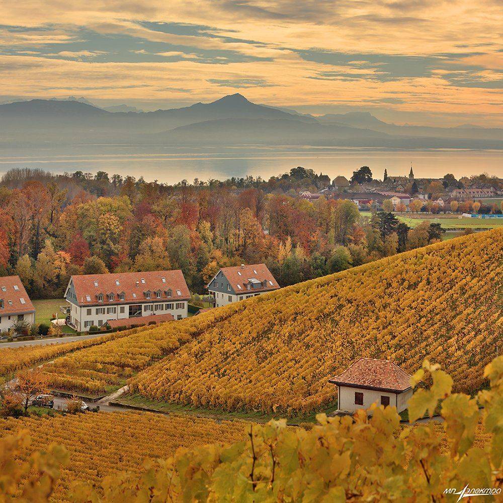 swiss, Матвеев Николай
