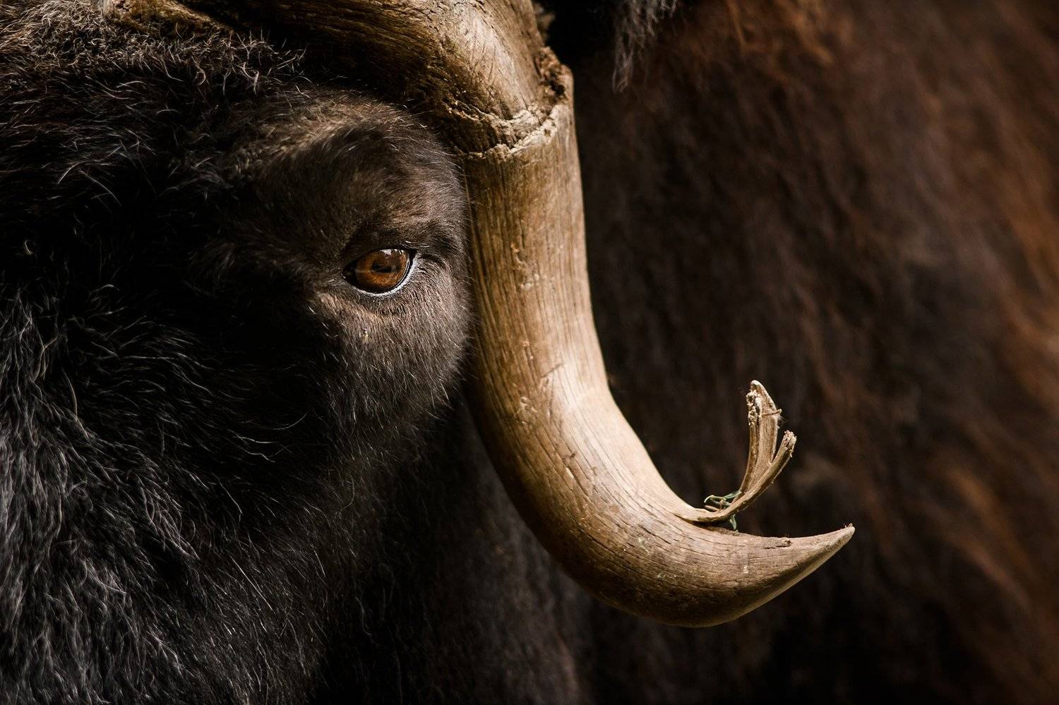 , Ольга Шацкая