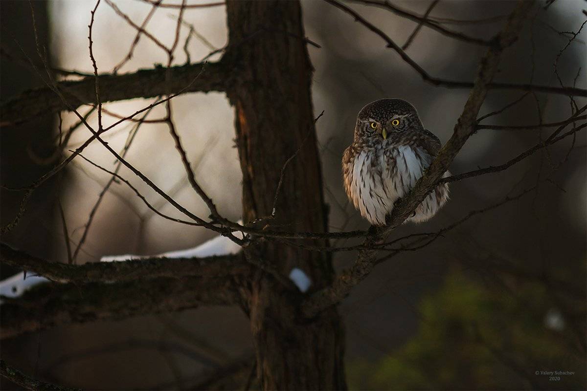 , Валерий Субачев