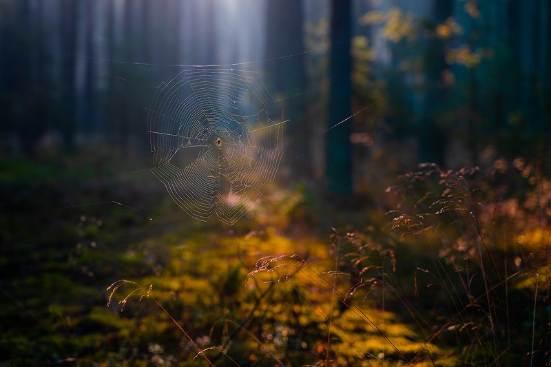 Pajęcza sieć фото превью