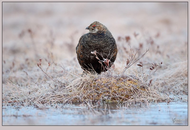 Морозное утро фото превью