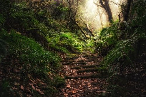 Там на неведомых дорожках