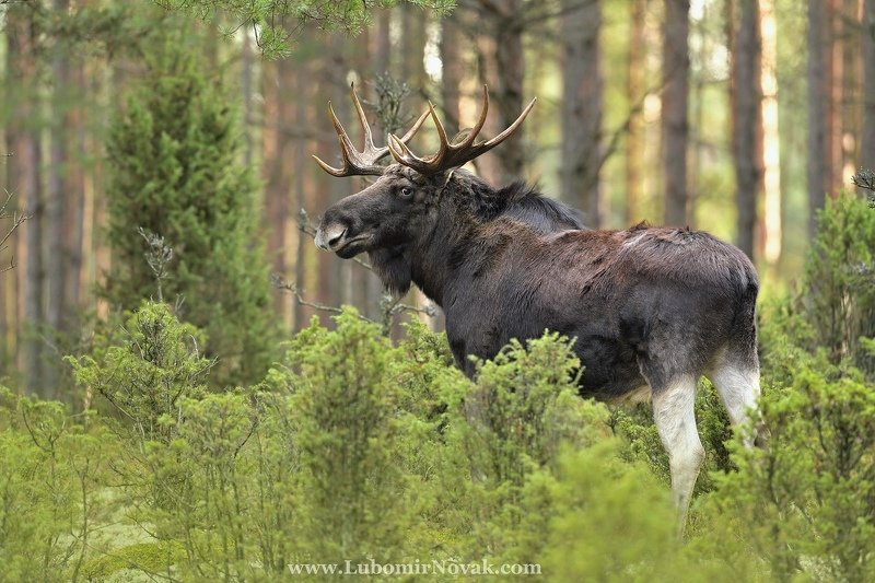 wildlife, moose, elk, poland, nature лосиный бык фото превью