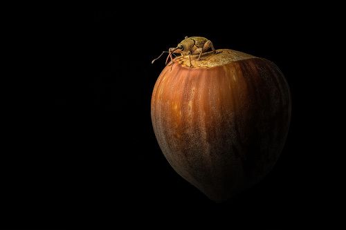 Curculio nucum