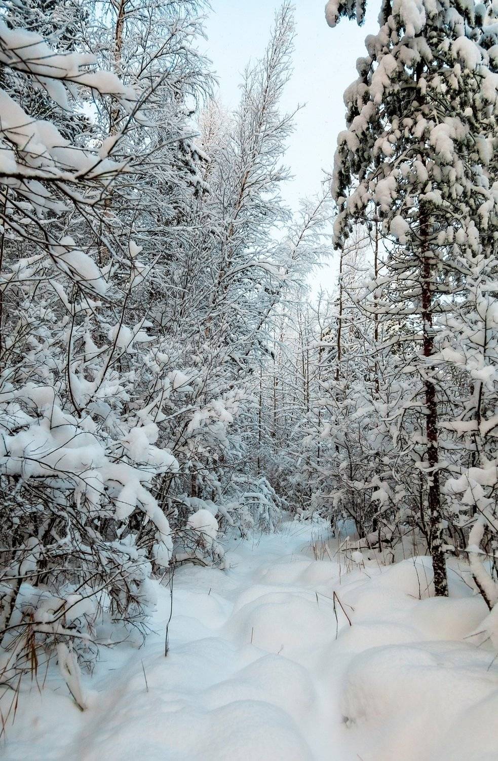 зима, снег, иней, мороз, лес, день, Александр Игнатьев