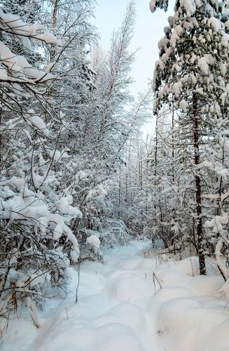 зимний лес