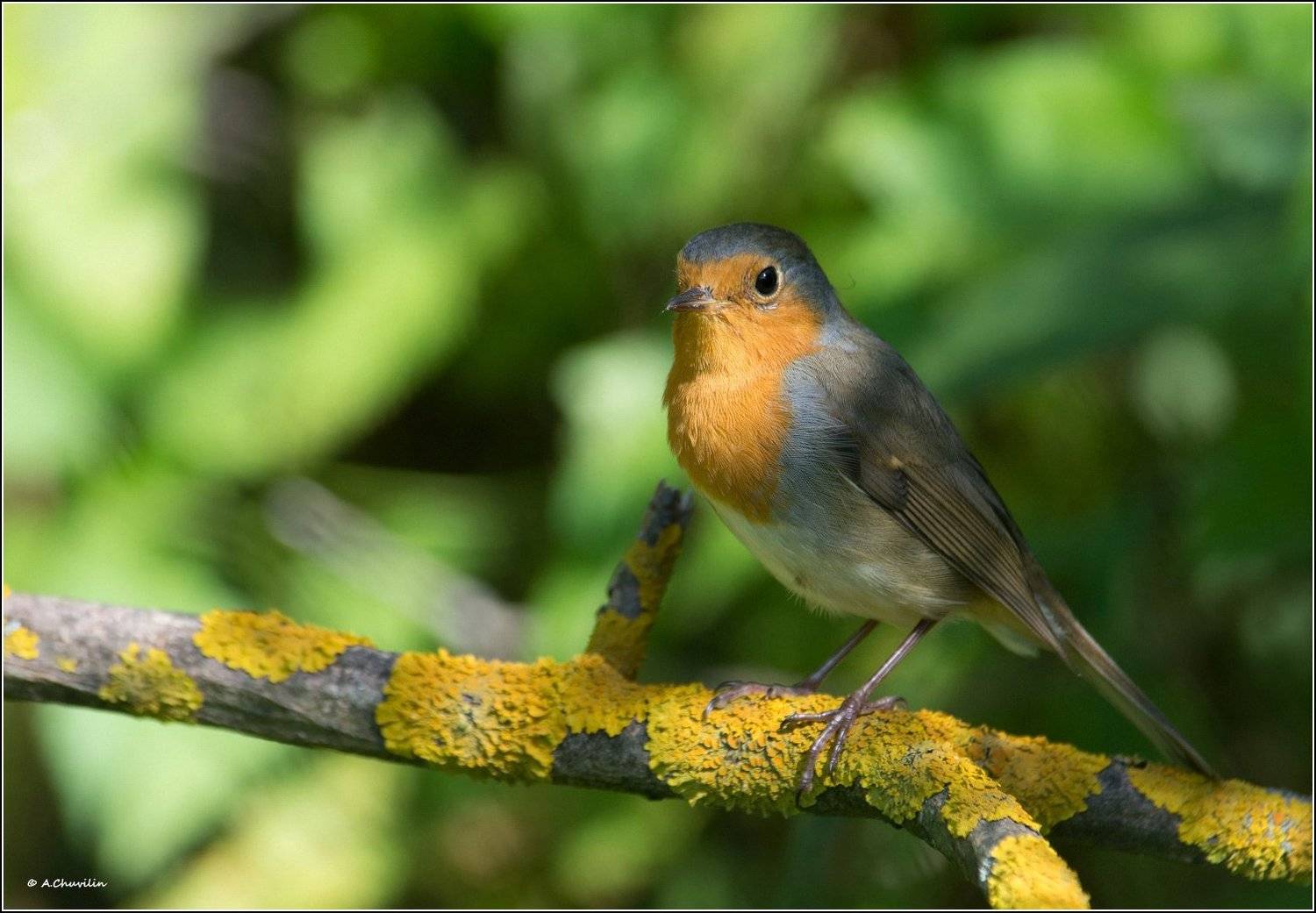 птица,зарянка,лето,тень, Александр Чувилин