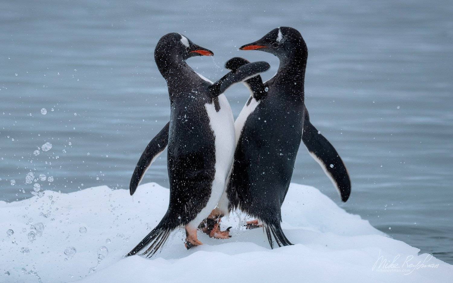 , Майк Рейфман