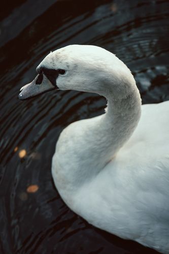 лебедь