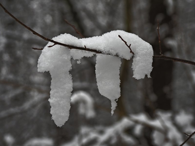 ленивец фото превью