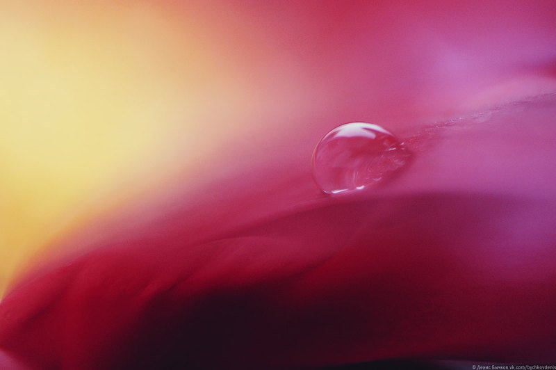 macro *** фото превью