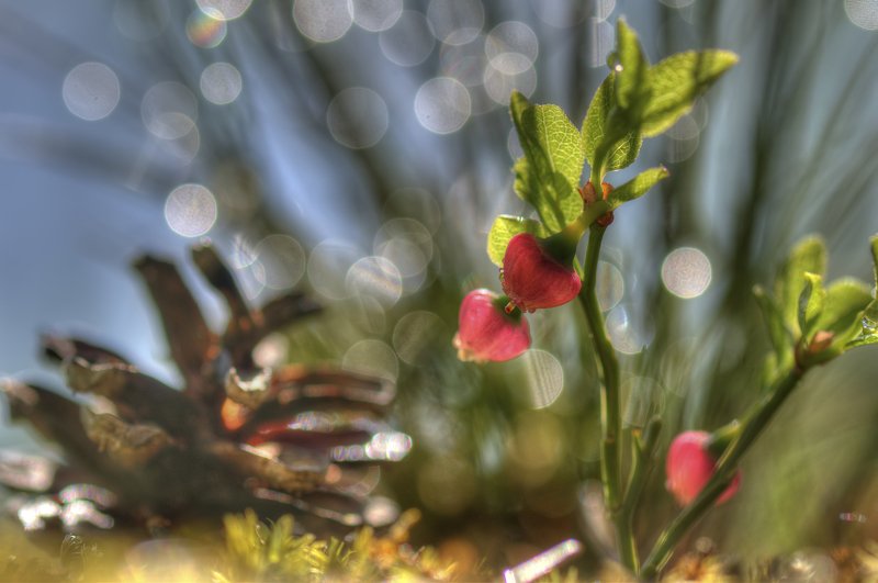 Весеннее настроение  фото превью