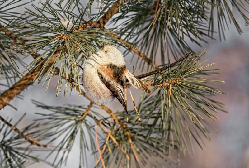 птица, ополовник, зима, ополовник.. фото превью