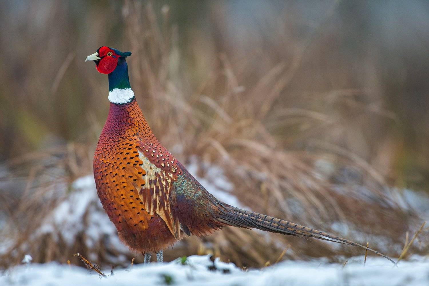 pheasant, wild, bird, Lukasz Dobkowski