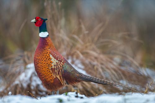 Pheasant