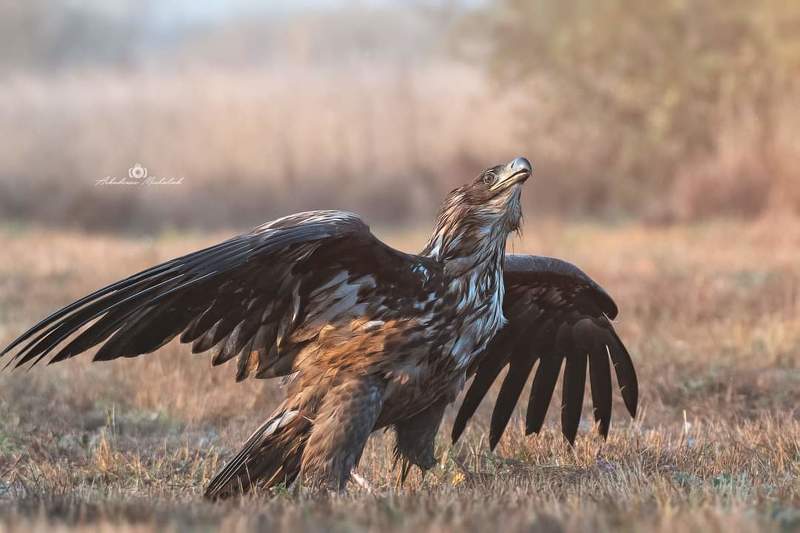 Bielik фото превью