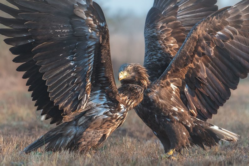 Bielik (Haliaeetus albicilla) фото превью