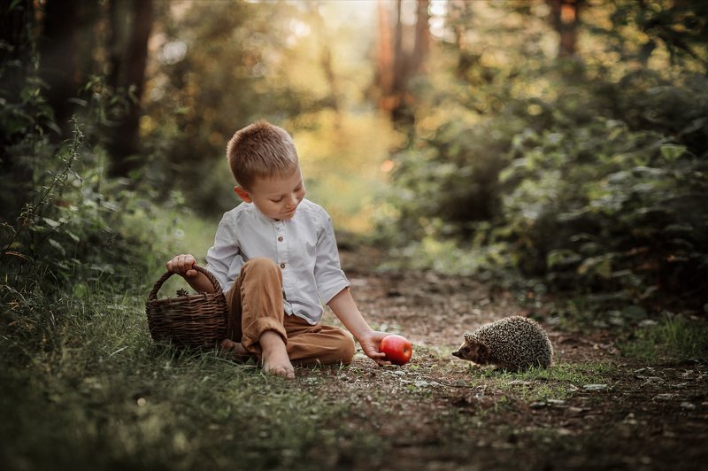 ёж, мальчик, детство, друзья, лесной, питомец, колючий, яблоко, закат, день, свет, солнечный, детство, дружба Лесная встреча. фото превью