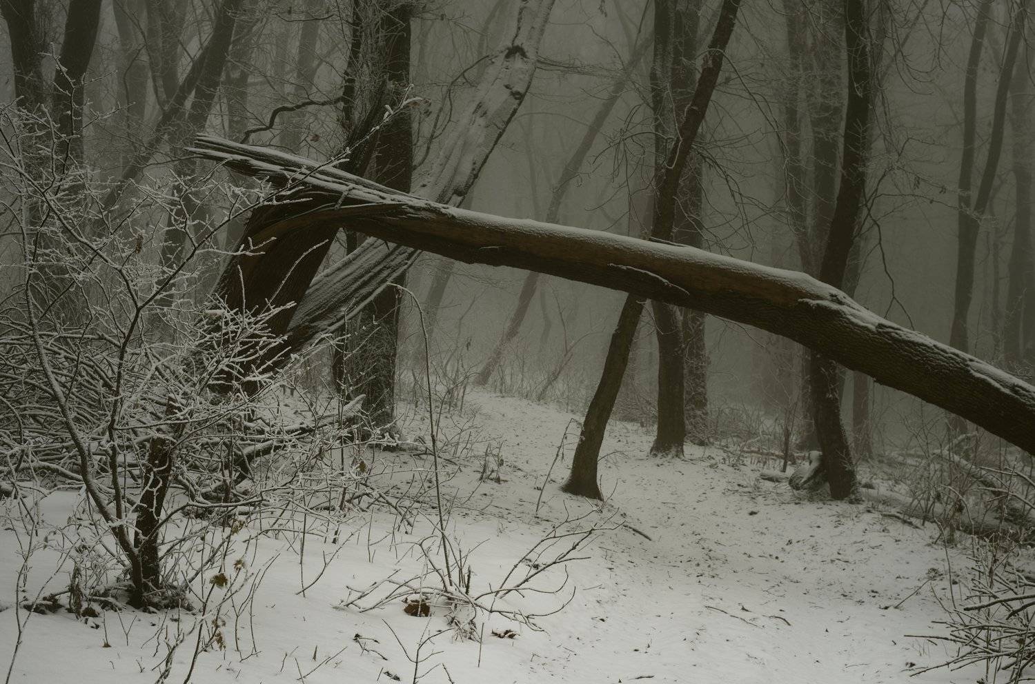 зима туман лес утро, Александр Жарников