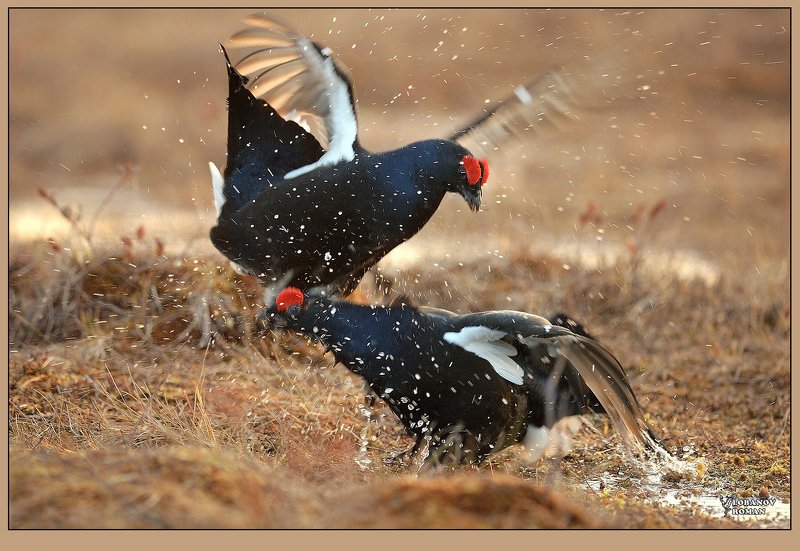 фото превью