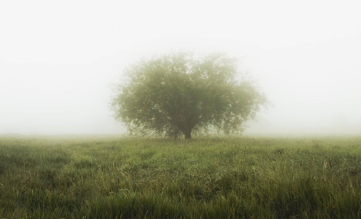 fog, tree, lonely tree, field, grasses, landscape, silence, morning, sky, light, nikon, atmosphere, Krzysztof Tollas