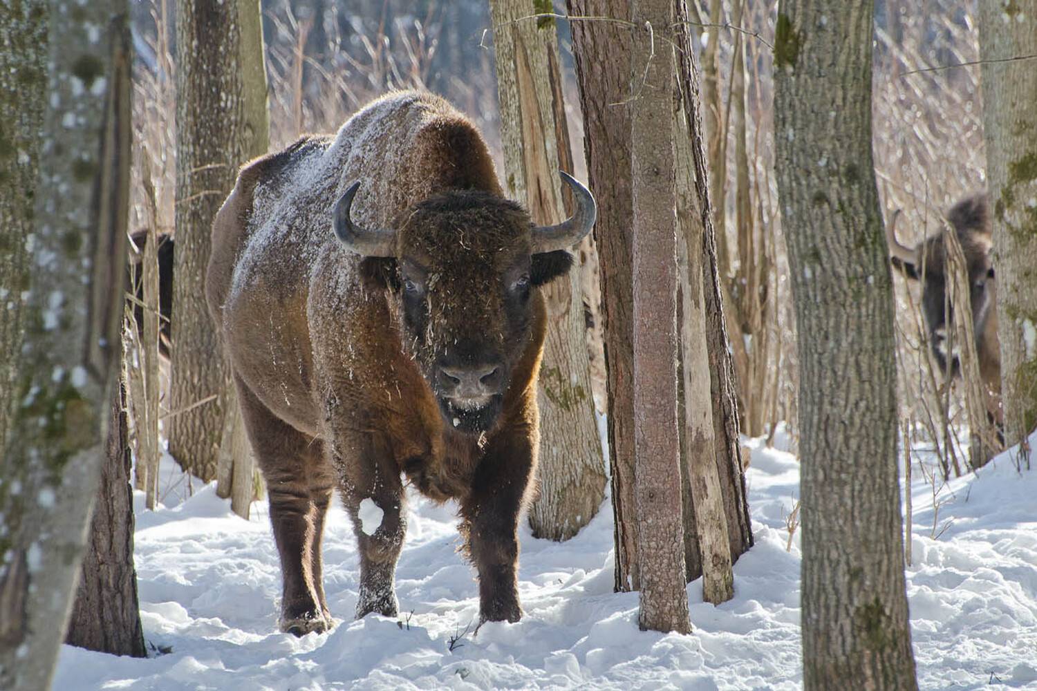 зубр, Михаил Агеев