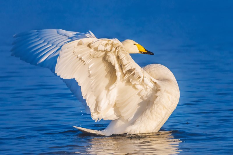 лебедь, кликун, озеро, светлое, лебединое, алтайский край Лебединый балет фото превью