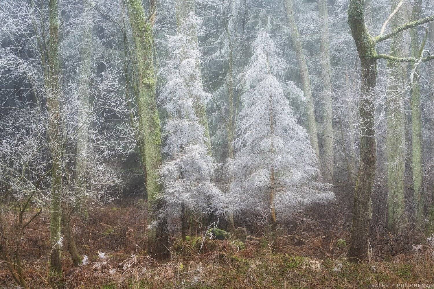 , Валерий Притченко