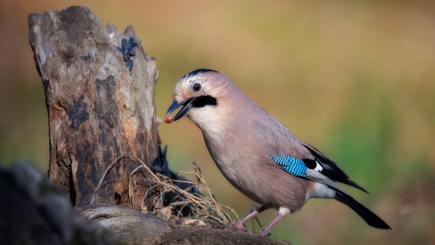 , Alexander Plekhanov