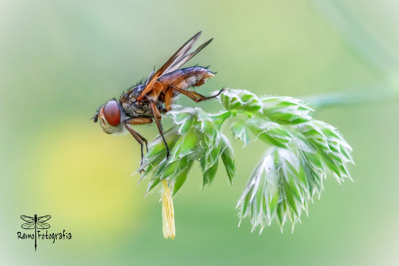 Paśnica tarczówkowa - Ectophasia crassipennis. фото превью