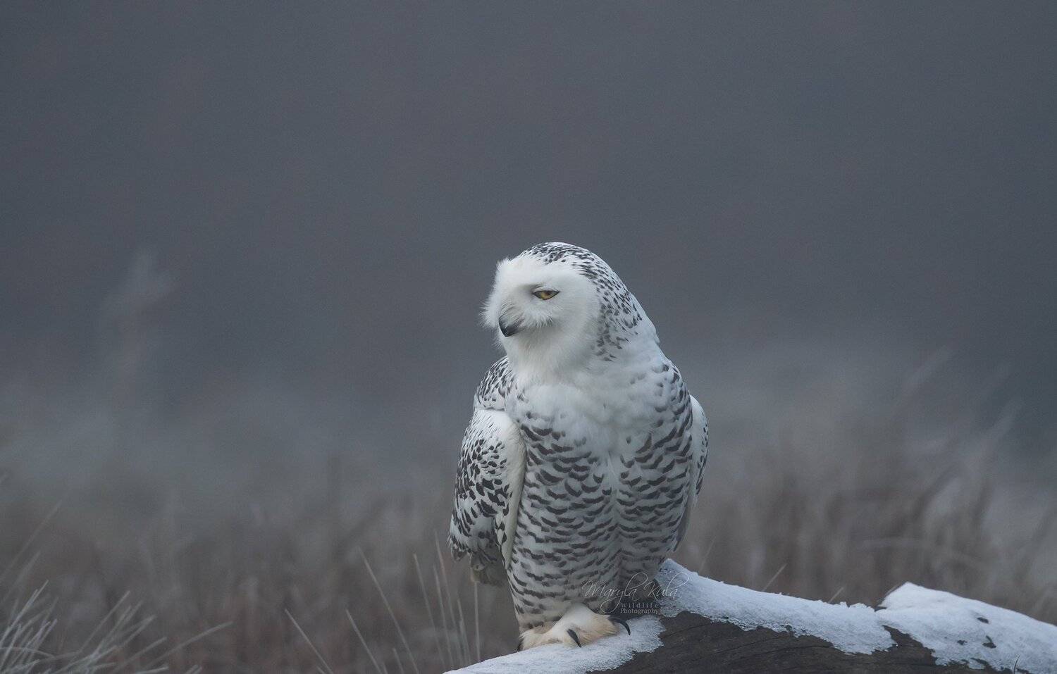 snowy owl, birds, birds of prey, nature, wildlife, canon, MARIA KULA