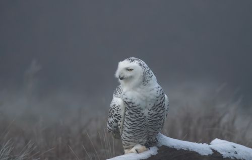 Snowy Owl