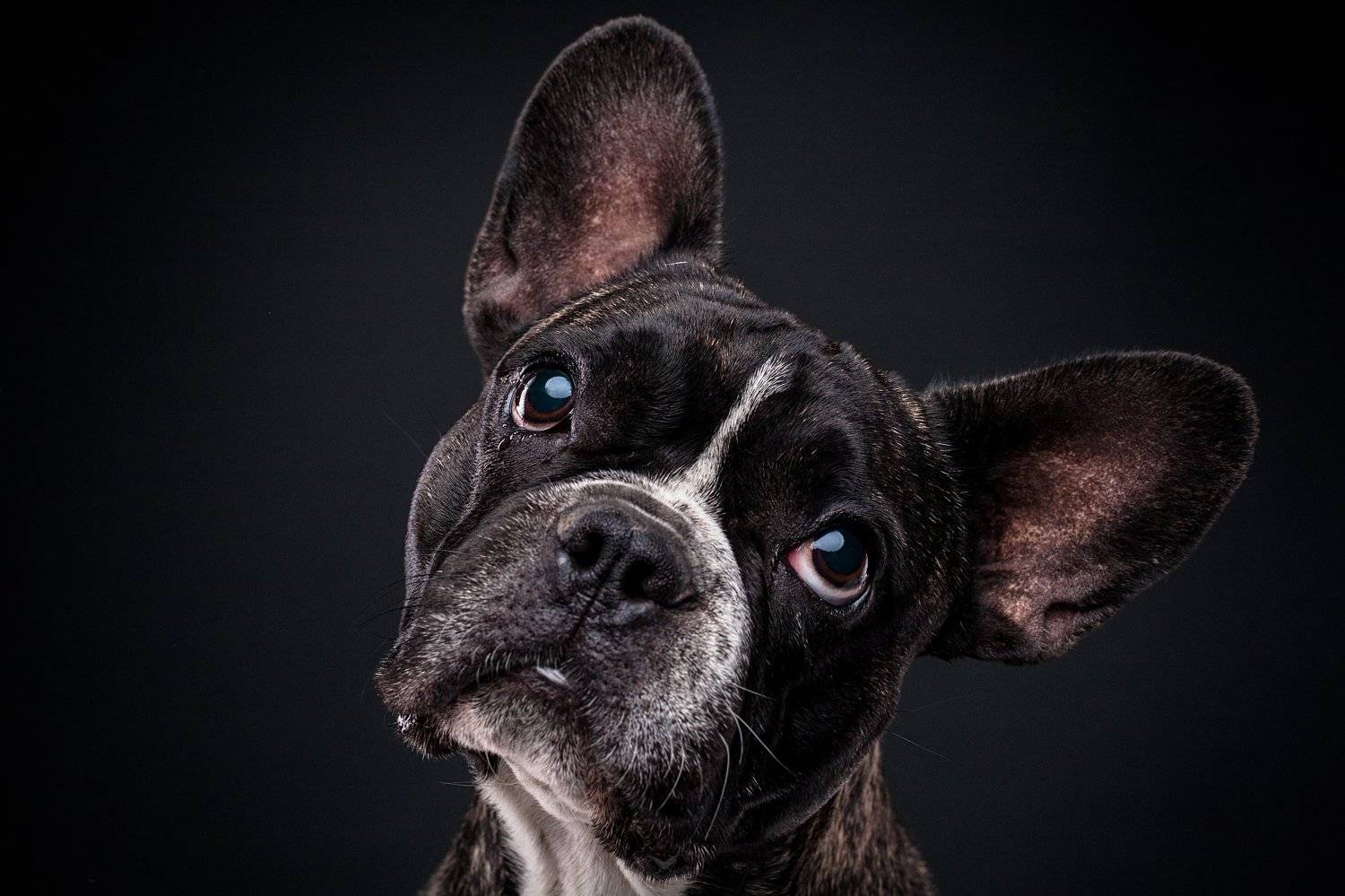 собака, бульдог, портрет, студия, Евгений Дёгтев