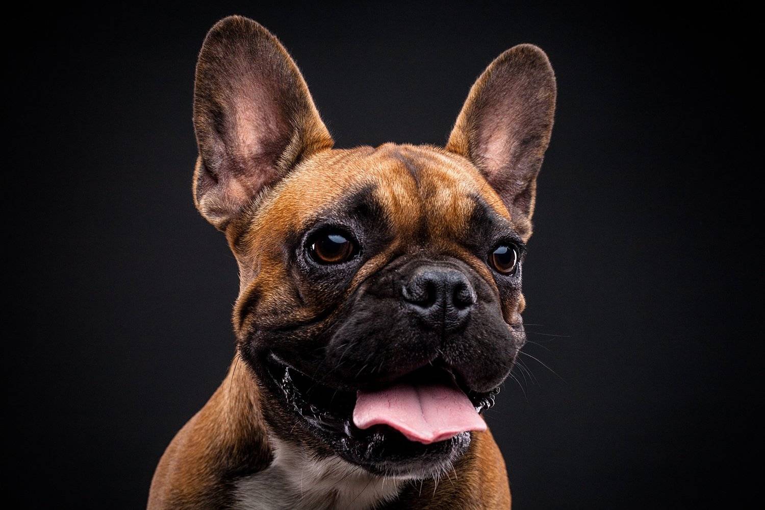 собака, бульдог, портрет, студия, Евгений Дёгтев