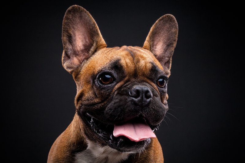 собака, бульдог, портрет, студия Майк фото превью