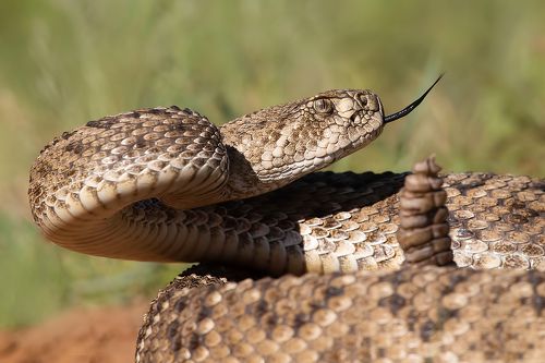 Texas Wildlife - Дикая природа Техаса